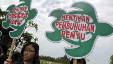 Wisata Edukasi Lepas Penyu di Ujung Genteng