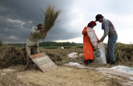 INDEKS NILAI TUKAR PETANI: Daya Beli Petani Sumsel Merosot