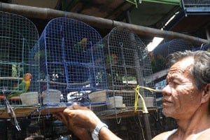 Ratusan Burung Pemangsa dari Dataran Asia Utara Bermigrasi ke Indonesia