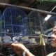 Ratusan Burung Pemangsa dari Dataran Asia Utara Bermigrasi ke Indonesia