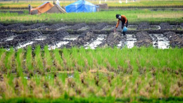 Kementan Siapkan Desain Cetak Sawah 100.000 Hektare
