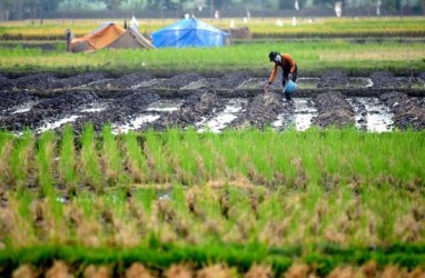 Kementan Siapkan Desain Cetak Sawah 100.000 Hektare