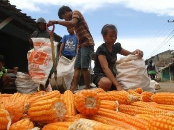 2015, Produksi Jagung Ditarget Tembus 20 Juta Ton