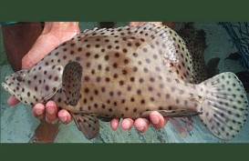 Ikan Pelangi Indonesia Sabet Rekor MURI Dunia