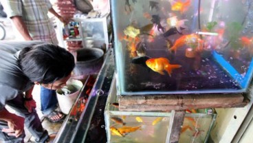 Pemerintah Pacu Komersialisasi Ikan Hias