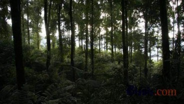 4 Nagari Kelola Hutan Desa di Sumbar