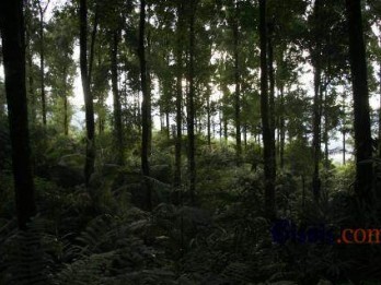4 Nagari Kelola Hutan Desa di Sumbar