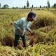 Perbankan Didorong Biayai Pembibitan Pisang Abaka di Kepulauan Talaud