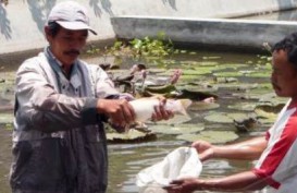 Kota Batu Kampanyekan Budidaya Ikan Air Tawar
