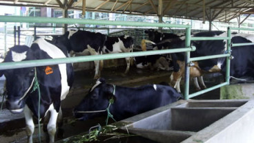 Batu Kembangkan Wisata Sapi Perah