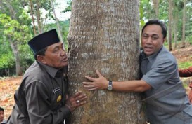 Kementerian Lingkungan Hidup dan Kehutanan Dorong Kembali Penanaman Pohon