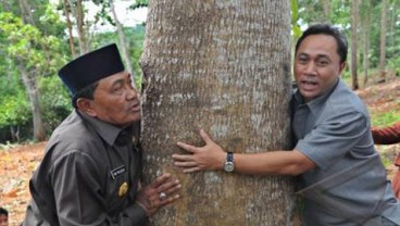 Kementerian Lingkungan Hidup dan Kehutanan Dorong Kembali Penanaman Pohon