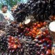 Indonesia Gandakan Ekspor Nonmigas ke Aljazair Tahun Depan
