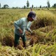 Produksi Padi Lampung Capai 3,32 Juta Ton