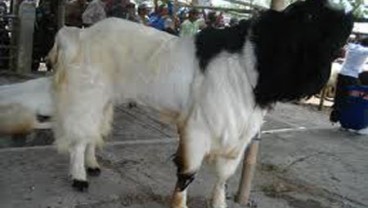 MEA 2015: Kambing dan Domba Lokal Bisa Jadi Andalan