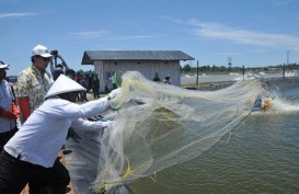 INDUSTRIALISASI PERIKANAN: Kubu Raya Pacu Pembuatan Pakan Ikan Alternatif