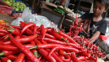 Harga Cabai: Di Tingkat Grosir Stabil