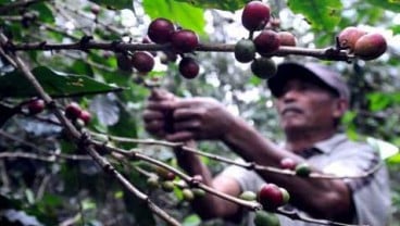 HARGA KOPI ROBUSTA (18 November 2014): Melemah 0,48% di Awal Perdagangan