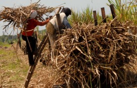 Revitalisasi Pabrik Gula, Kementan Targetkan Rendemen Tebu 11%