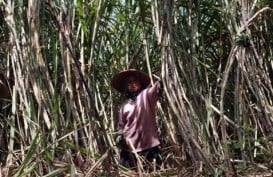 Kementan Kembangkan 10 Kawasan Tebu di Luar Jawa