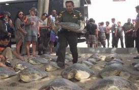 Gagal Diselundupkan, 42Penyu Hijau Dilepas di Pantai Kuta