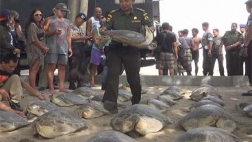 Gagal Diselundupkan, 42Penyu Hijau Dilepas di Pantai Kuta