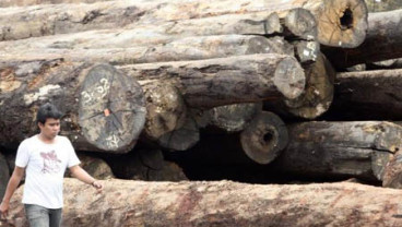 LEGALITAS KAYU: Tak Ada Alasan SVLK Ditunda