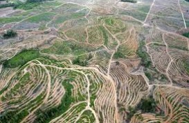 Koalisi Lingkungan Desak Penghentian Deforestasi di Pulau Padang, Riau