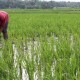 SWASEMBADA PANGAN: Perbaiki Sistem Kelola Pertanian & Jaga Sawah Produktif Yang Sudah Ada