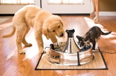 Misteri Cara Minum Kucing & Anjing Kini Terpecahkan