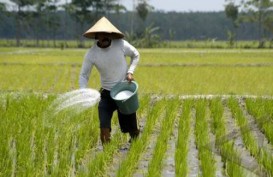 PENGALIHAN SUBSIDI BBM: Pertanian Dapat Jatah Rp15 Triliun