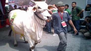 UGM: Peternak Butuh Dana, Banyak Sapi Lokal Bibit Unggul Keluar Daerah