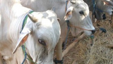 UGM: Diselingkuhi Brahman, Tak Ada Sapi Lokal Murni Jenis Ongole