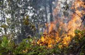 KEBAKARAN HUTAN: Moratorium Izin Kehutanan Tidak Efektif Cegah Kebakaran