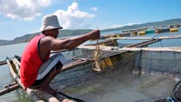 Benih Melimpah, KKP Dorong Budidaya Lobster