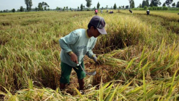 Produksi Padi : Pemerintah Diharapkan Fokus Kehilangan Hasil