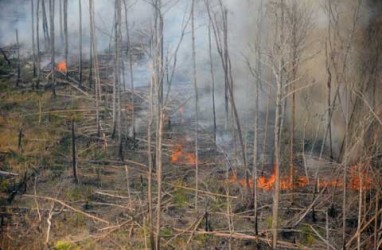 Cuaca Buruk, Jokowi Batal Kunjungi Lahan Gambut yang Terbakar