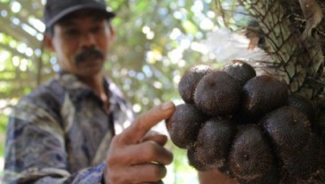 Salak Pronojiwo Lumajang Bakal Raih Sertifikat Internasional