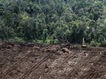 Pemerintah Stop Izin Perkebunan di Lahan Gambut
