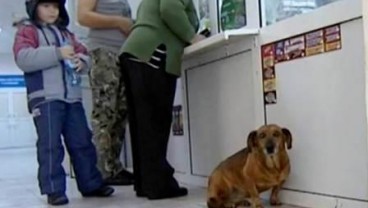 Mirip Hachiko, Anjing Ini Menunggu Kamar Mendiang Majikannya 2  Tahun