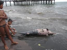 Lumba-Lumba Mati Tercekik Jaring Nelayan Malaysia