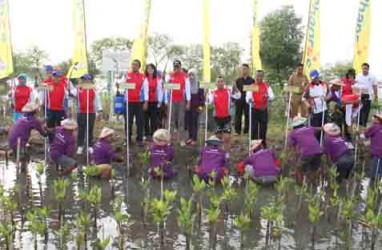 40.000 Pohon Mangrove Akan Ditanam Di Pantai Makassar