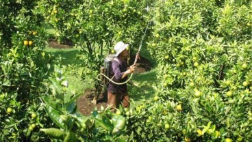 Harga Komoditas Anjlok, Petani Perkebunan Nyaris Nombok