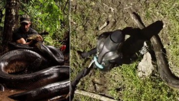 Pria Ini Rela Dimakan Anaconda Demi Penelitian