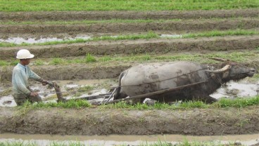 3 Juta Ha Lahan Pertanian Rusak