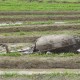 3 Juta Ha Lahan Pertanian Rusak