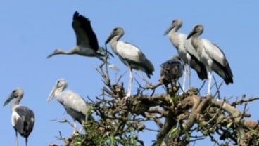 Ternyata, Burung Pelajari Teknik Cari Makan Dari Jaringan Sosial