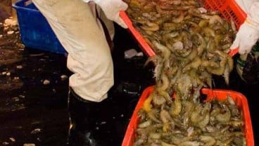 Ekspor Udang & Ikan Asal Jakarta Meningkat