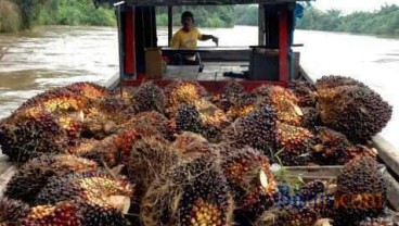 Harga CPO Merosot, Asian Agri Minta Aturan Campuran Biodiesel Dipertegas