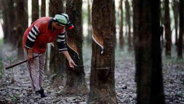 HARGA KARET: Turun Drastis, Banyak Petani di Thailand Bunuh Diri